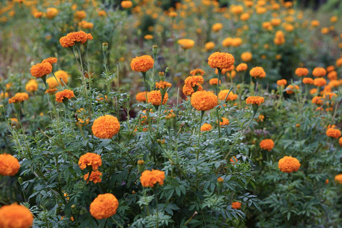 Large Marigolds Planting & Care Guide