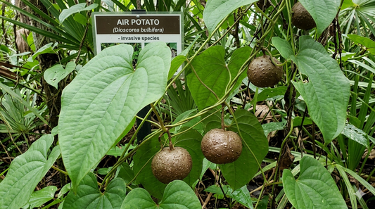 Planting & Care Guide: Edible Air Potato Vine