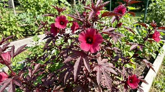 Cranberry Hibiscus Growing Guide