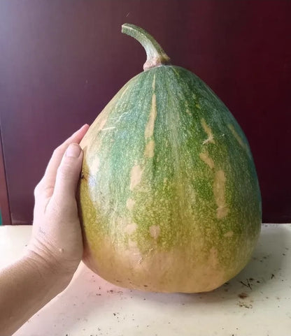 Rare Pondoland Pumpkin Seeds | Heirloom African Squash