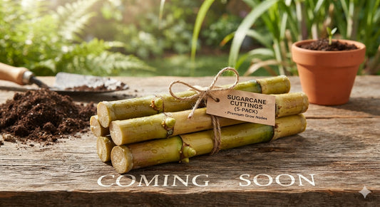 COMING SOON! Fresh Sugarcane Cuttings for Planting (5-Pack) – Premium Single-Node Live Stalks