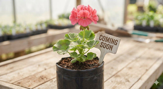 COMING SOON! Soft Pink Bush Pelargonium Seedlings (Garden Geranium)