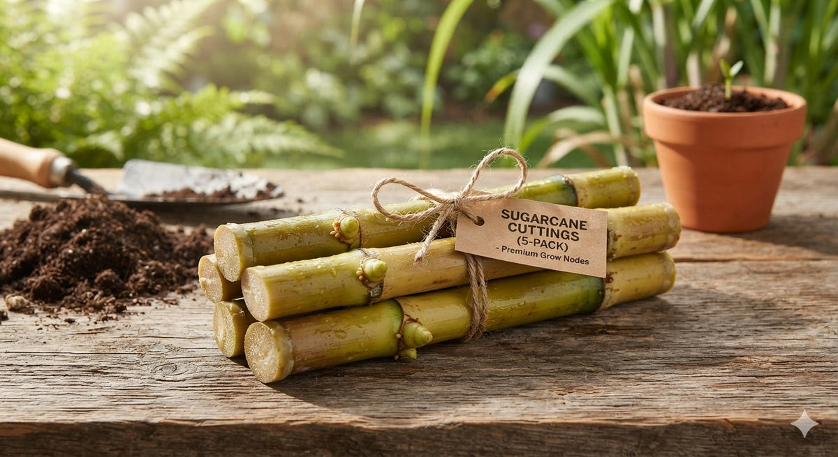 COMING SOON! Fresh Sugarcane Cuttings for Planting (5-Pack) – Premium Single-Node Live Stalks