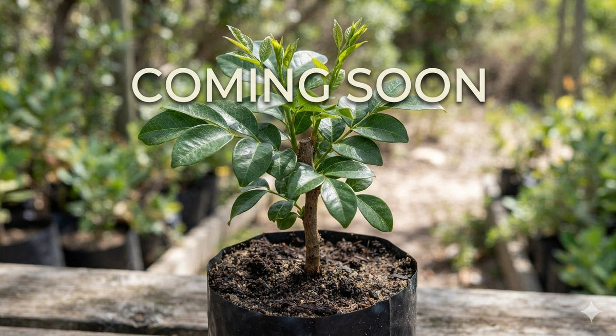 COMING SOON! Indigenous South African Dune Soapberry Seedling (Deinbollia oblongifolia) – Hardy Shade Plant