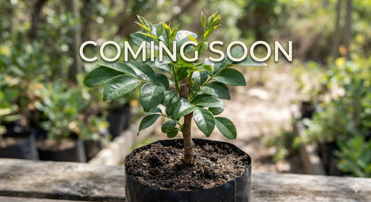 COMING SOON! Indigenous South African Dune Soapberry Seedling (Deinbollia oblongifolia) – Hardy Shade Plant